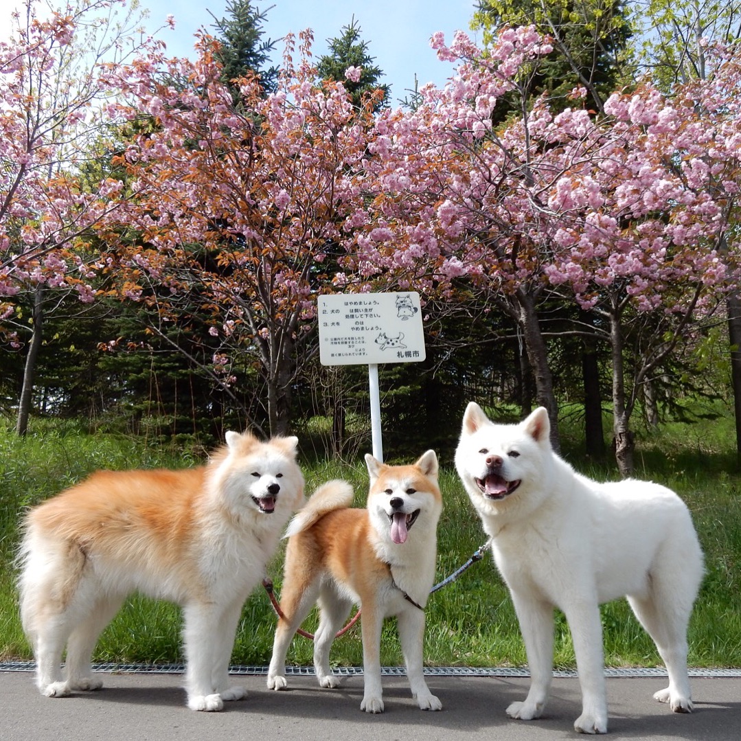 桜と秋田犬