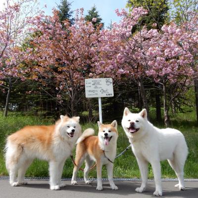 桜と秋田犬