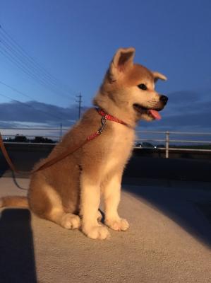 秋田犬鈴音さん♡