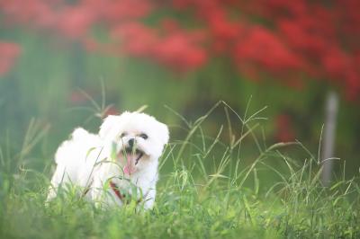 曼珠沙華を見に来たよ。