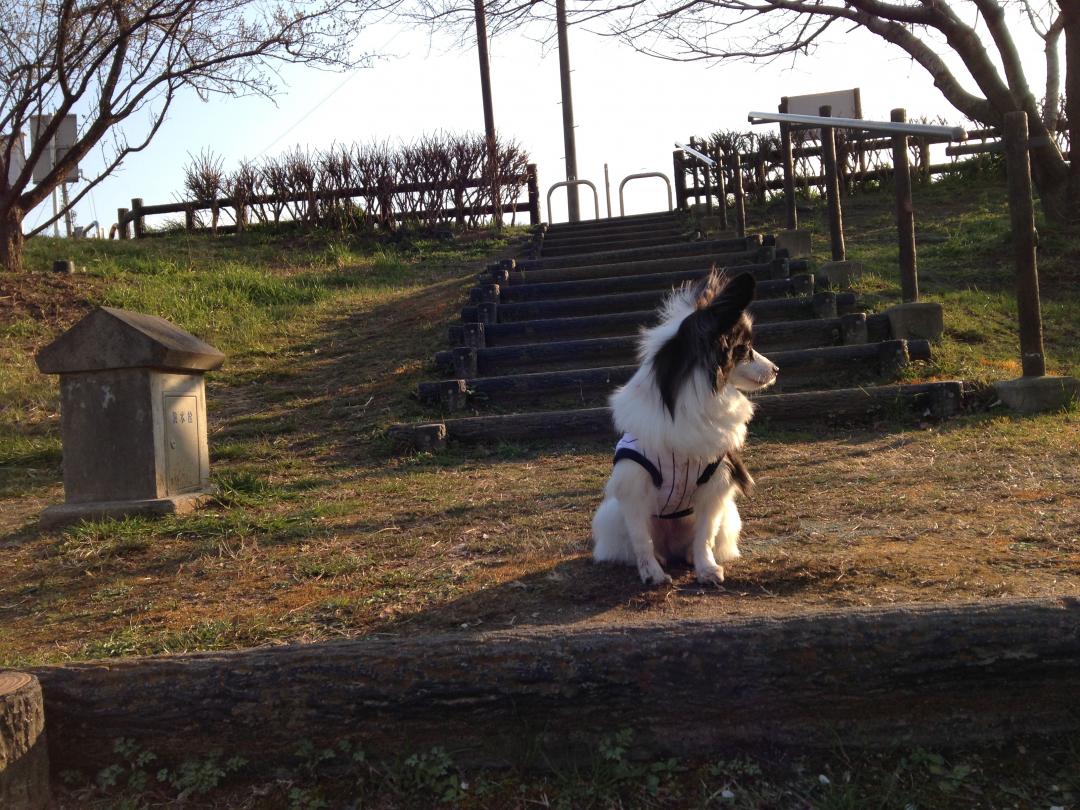 夕日に照らされるわんこ