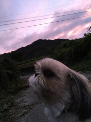 夕日の中空を見上げる愛犬！