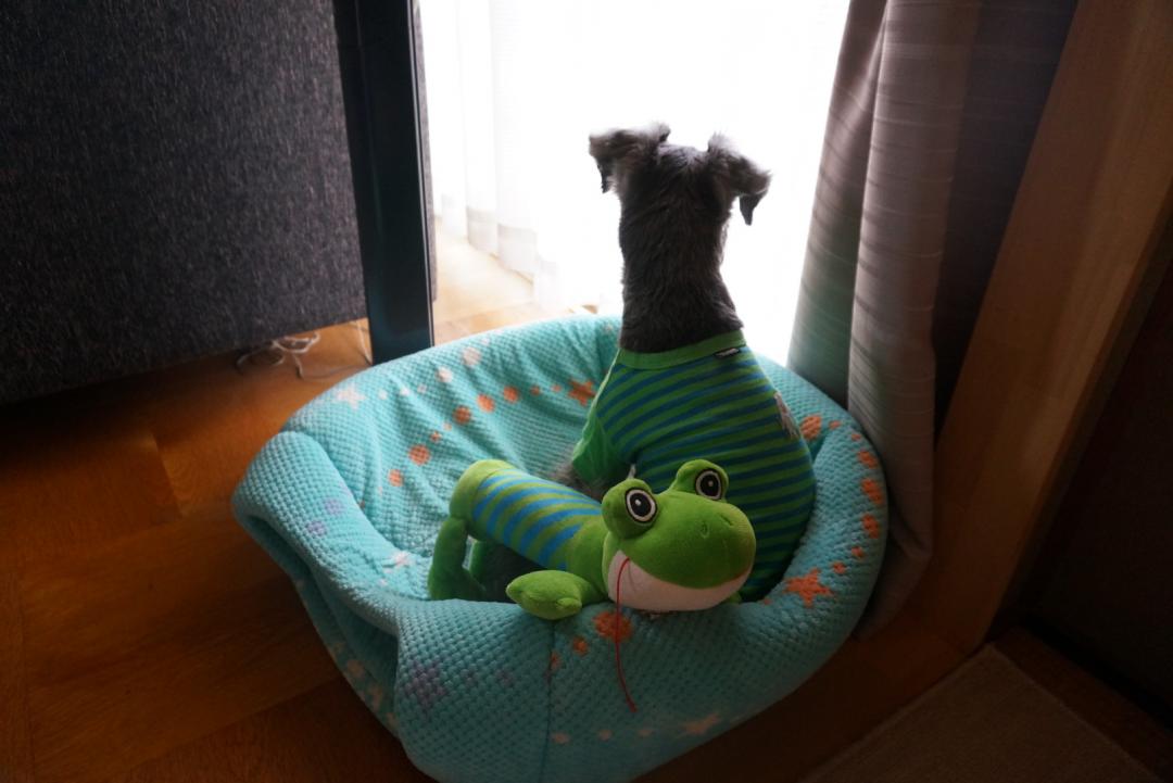 雨…雨のバカ…お散歩行きたい切ない背中