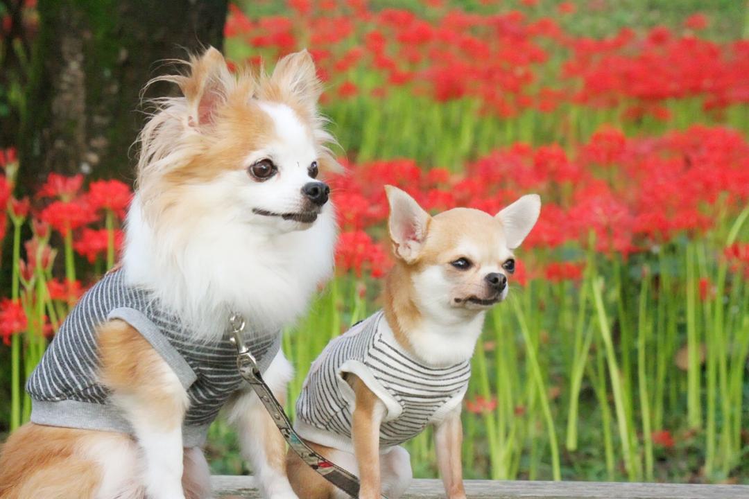 彼岸花といっしょに♪