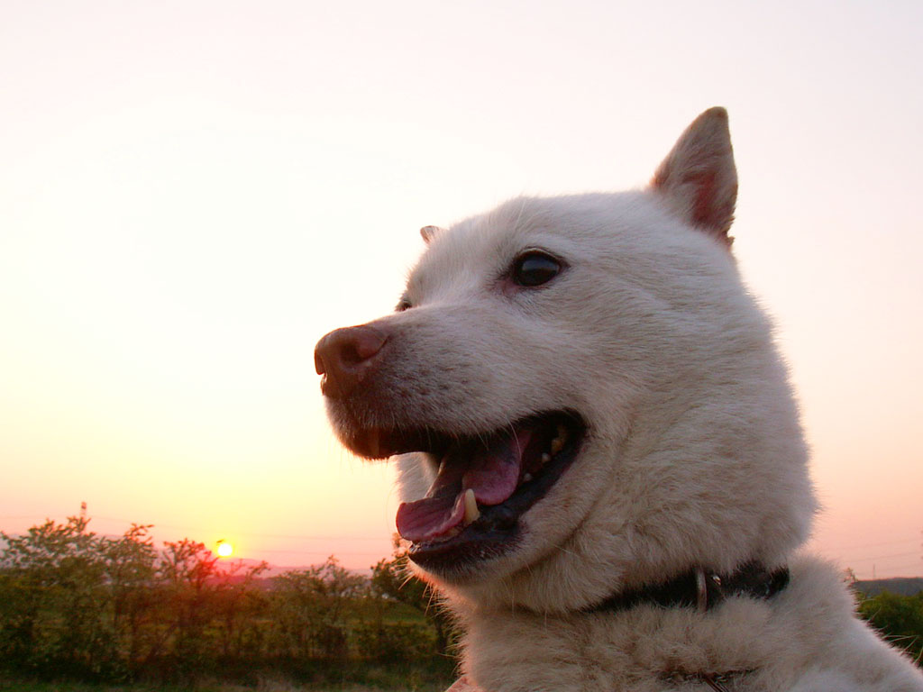 夕日と。