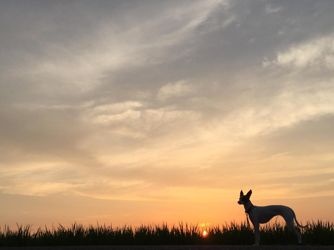 夕陽に何を思う