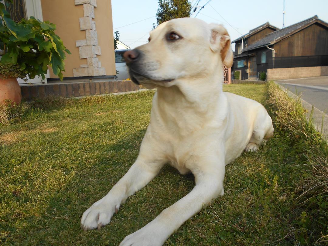 いちおう番犬です。