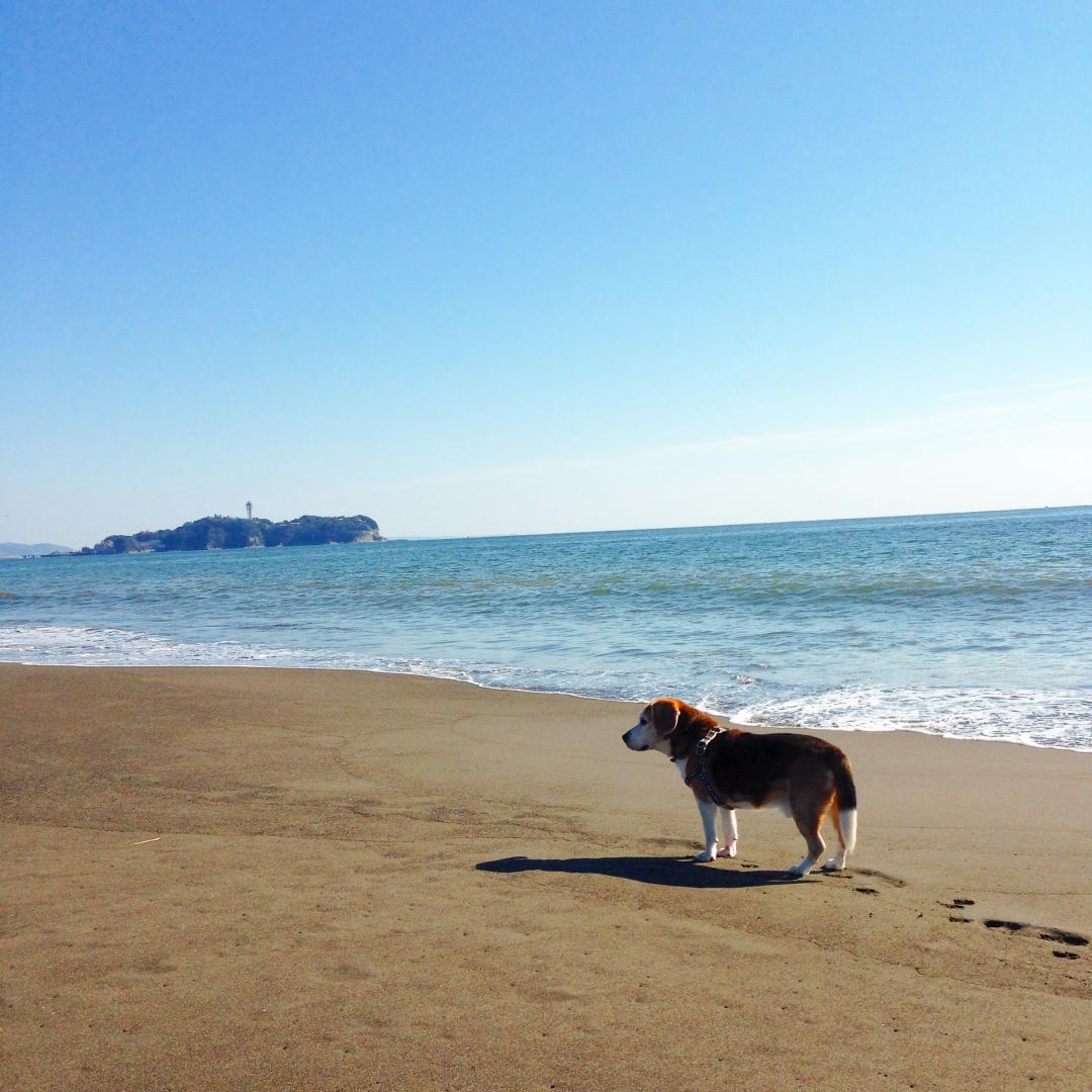 海辺で散歩♪