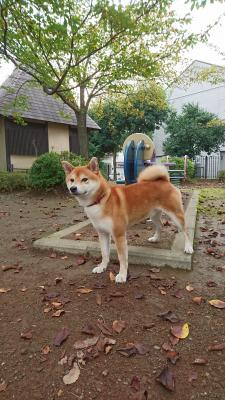 秋色の風が吹く公園にて