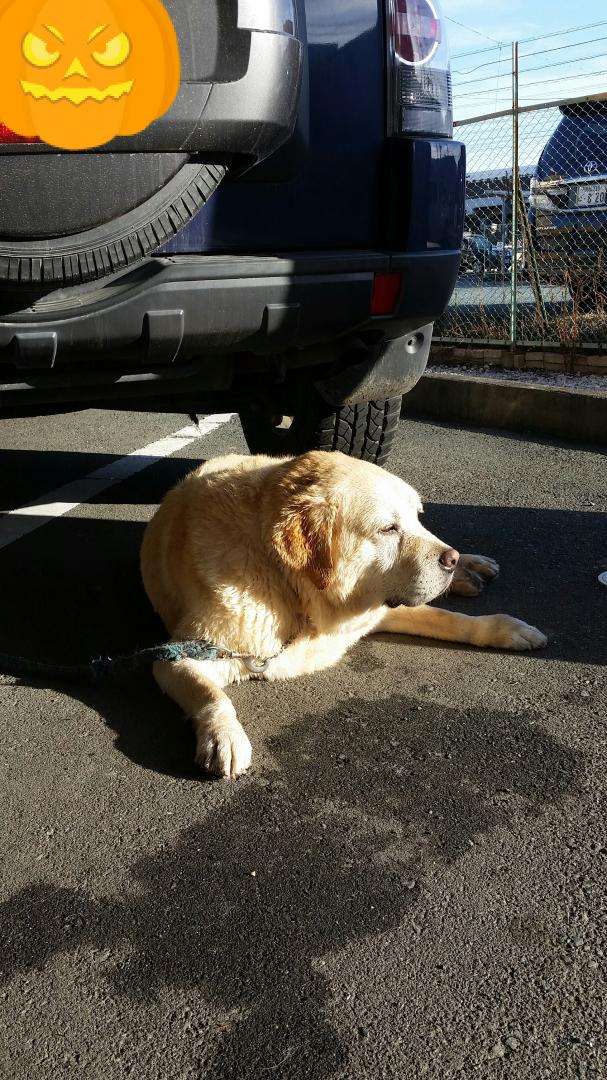 夕陽にたたずむ犬