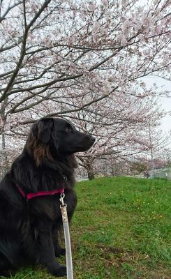桜に見とれてるの？