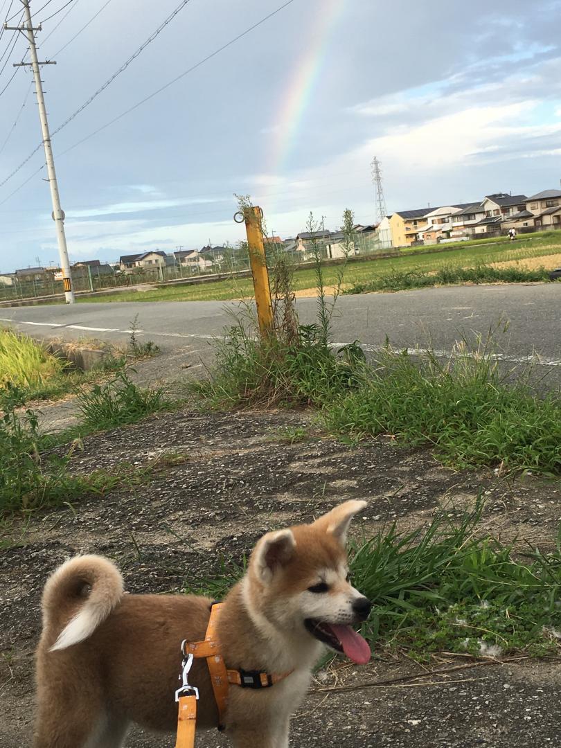 虹とコラボ☆