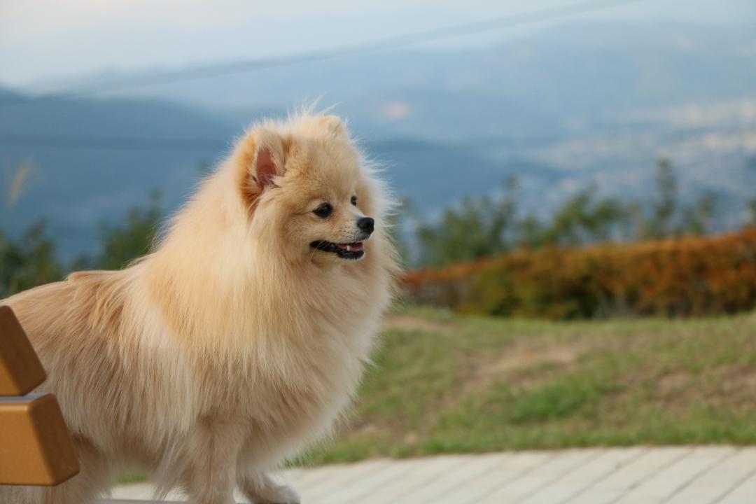 遠くを見つめて何思う