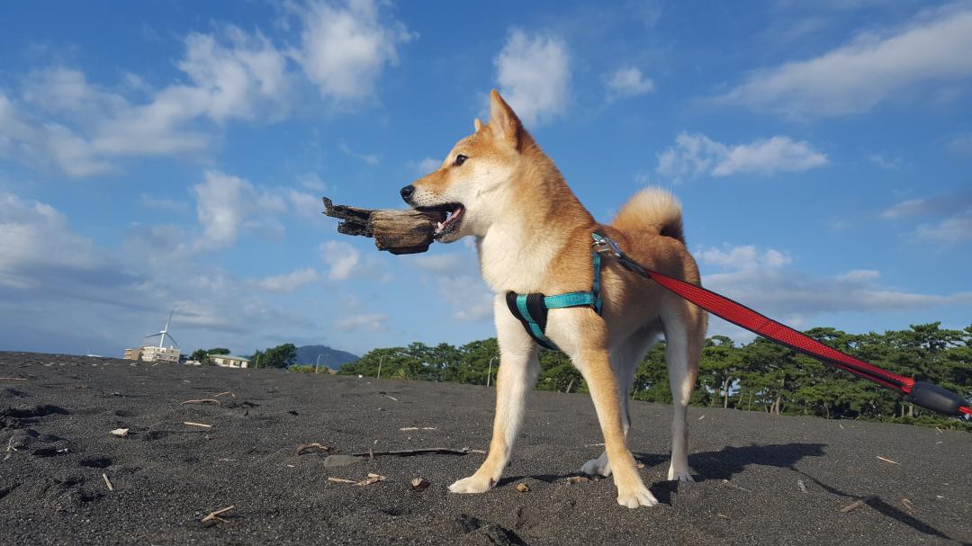 海が似合う男、小次郎