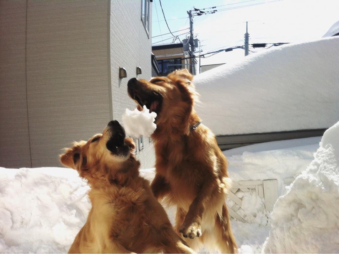 雪だまキャッチ～～*\(^o^)/*