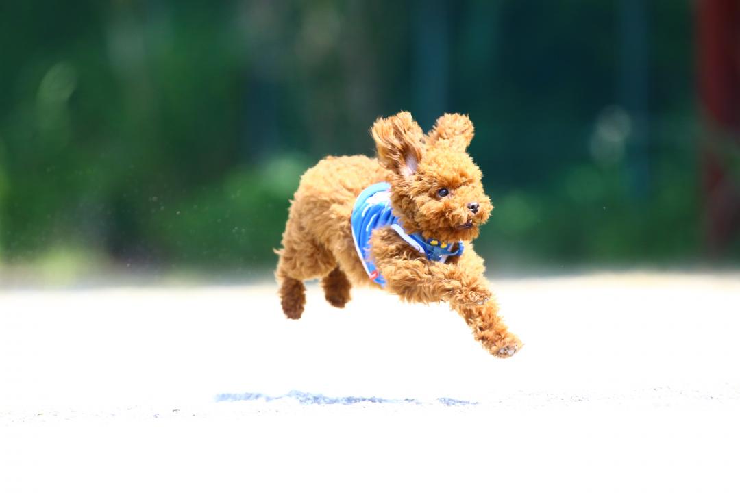 飛びます！飛びます！