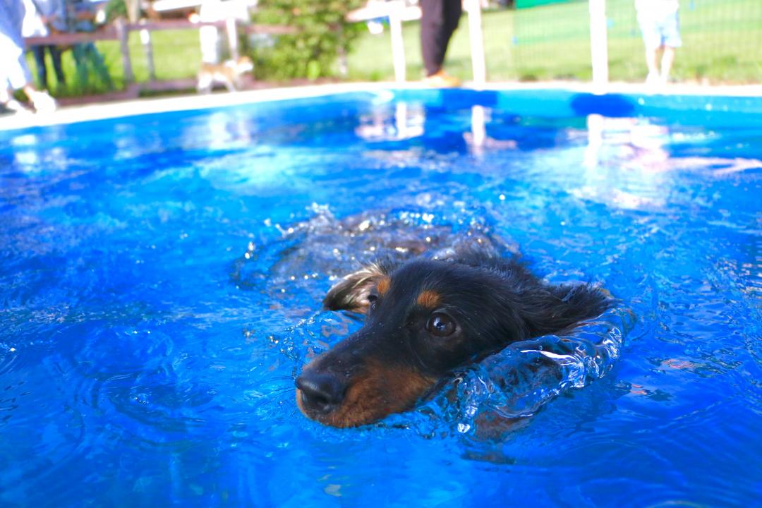 水泳デビュー