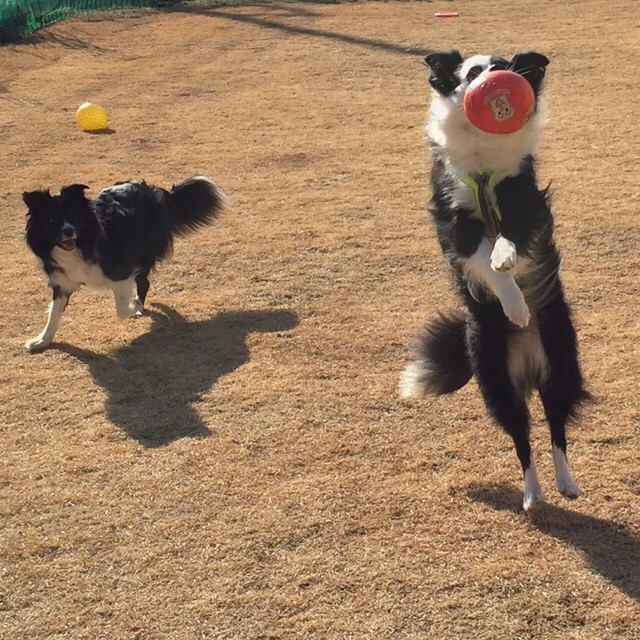 ジャンプキャッ～チ！