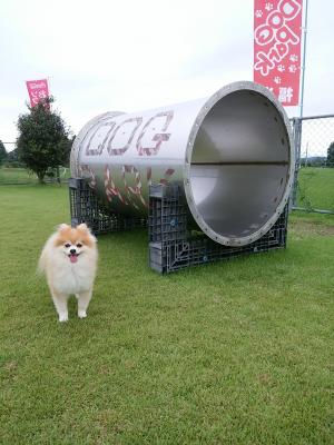 家の庭にも欲しいな！