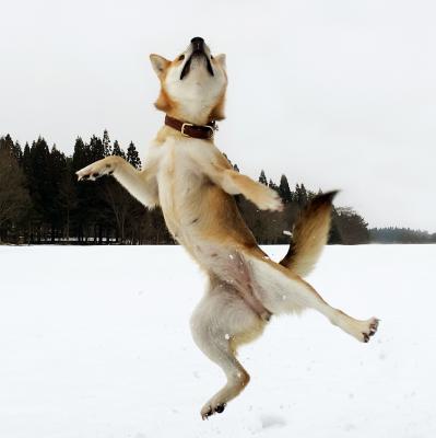 dancing dog !!!!!