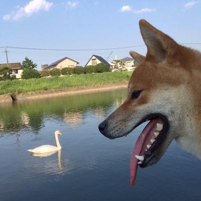 こんにちは白鳥さん