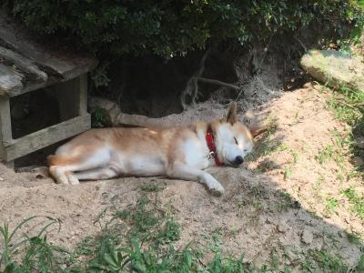 眠れる庭の美犬