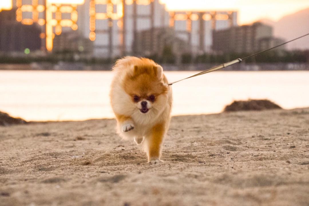 海岸運動会2