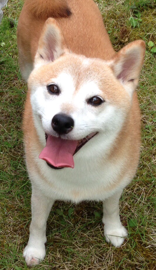 ご機嫌さん！