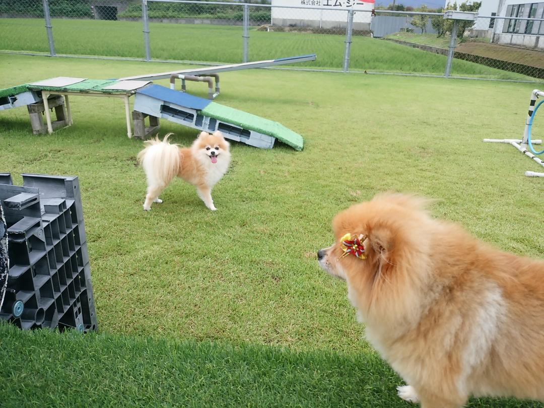 ポン、頑張るのよ～！