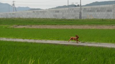 田んぼの畦道、我が道を走る