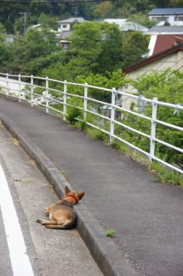 車なんか怖くないもんね