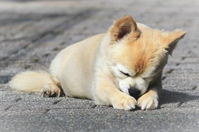 ぽかぽかでうとうと