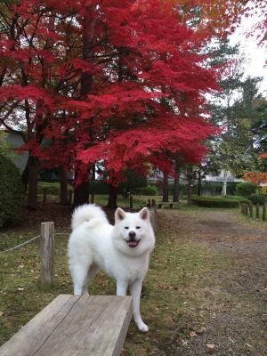 紅葉🍁とniceショット👍