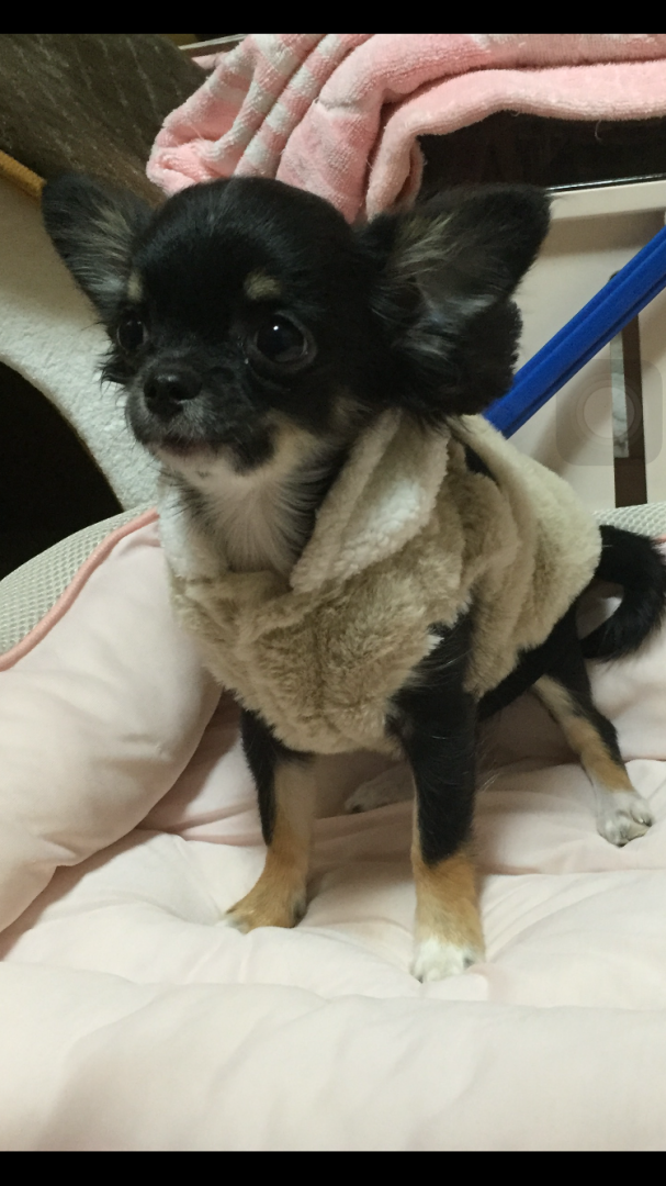 早くお散歩デビューしたい！