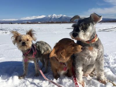雪化粧の山と愛犬たち