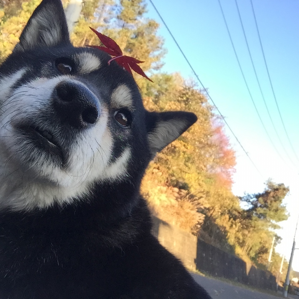 秋空と柴犬