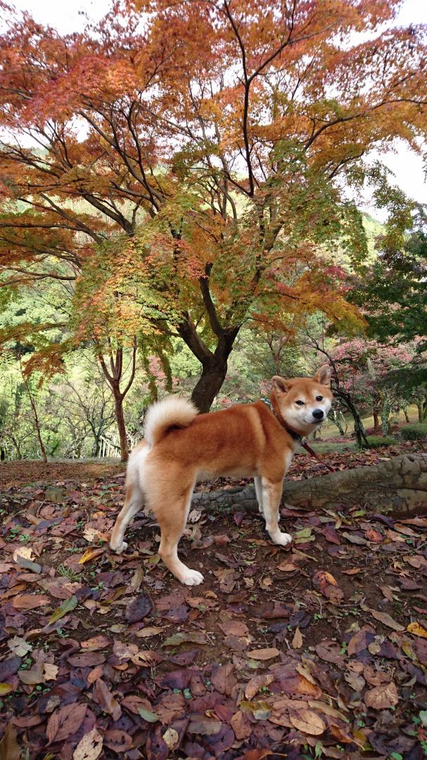 紅葉の前で