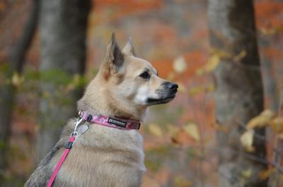 中津川渓谷へ紅葉トレッキングだワンU^ェ^U♪