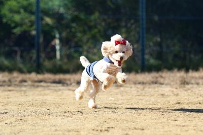 飛行犬