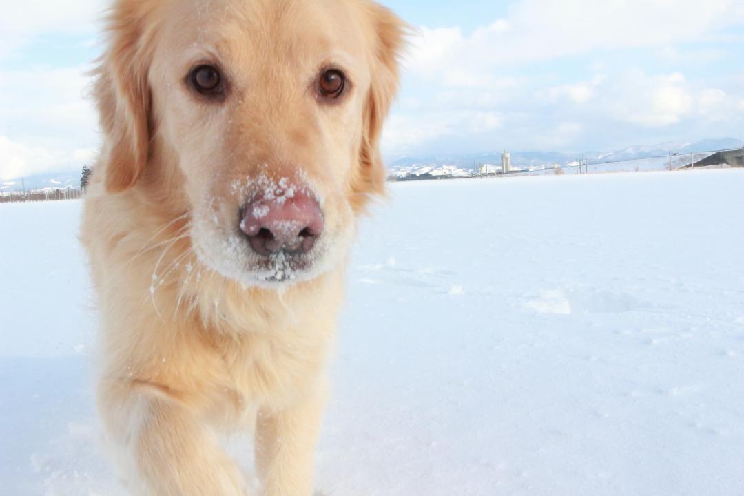 冬は雪遊びが1番だとおもー👍🏻