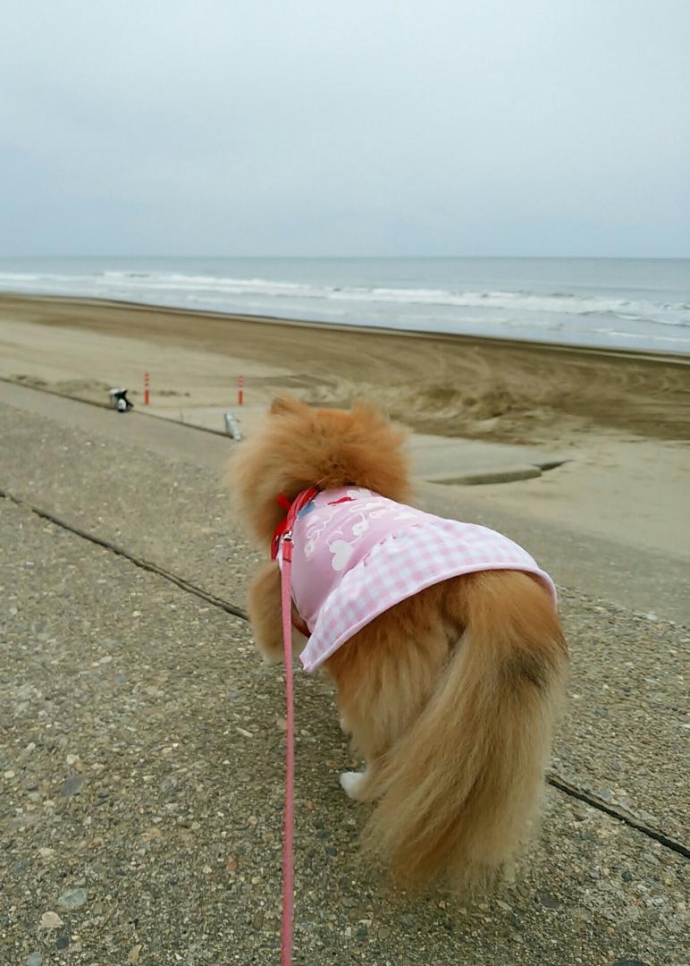 日本海の波