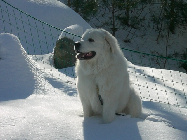 雪最高♪