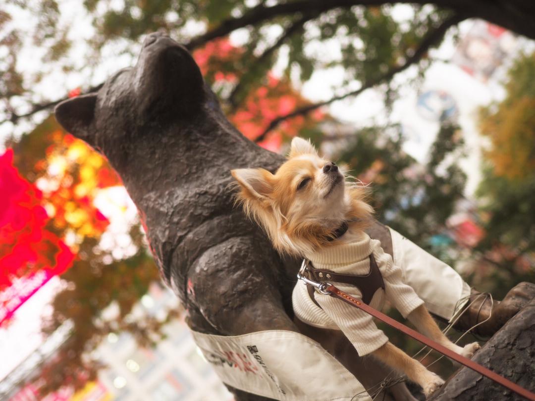 有名犬とツーショット