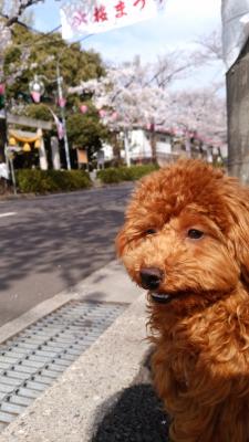 ♪初めてのお花見♪