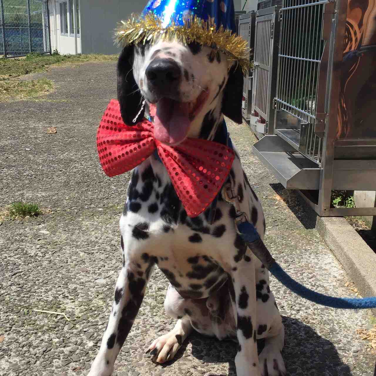 ハッピー バースデー チョコ