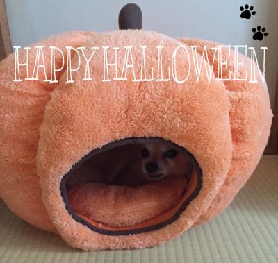 かぼちゃには隠れる犬