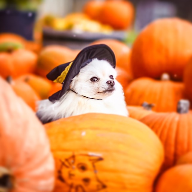 雪がちらつくハロウィン