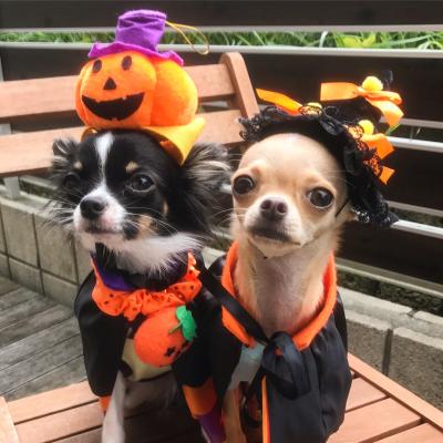 ハッピーハロウィン🎃  おやつくださーい