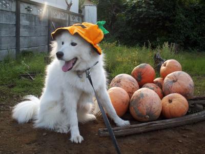 かぼちゃの番犬