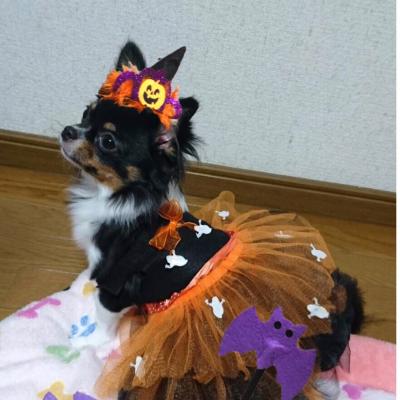 初めてのハロウィン🎃魔女に変身！可愛いでしょ